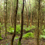 David Farrell – Innocent Landscapes