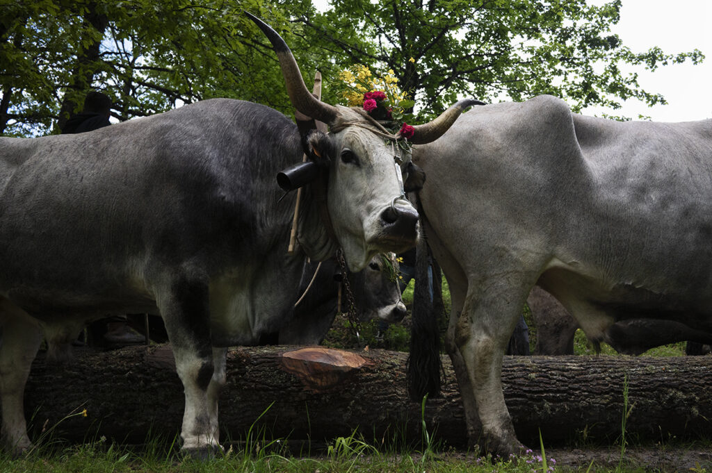 Il-Maggio-Accettura-MT-©-Archivio-ICPI-ph-Podavini.